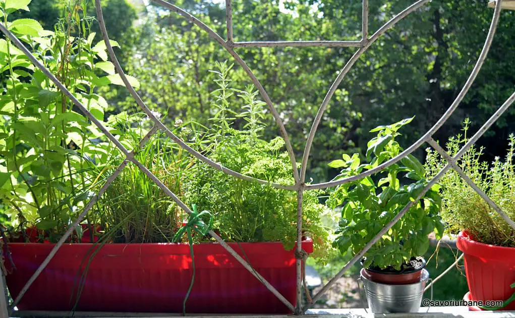 jardiniera cu ierburi aromatice la ghiveci