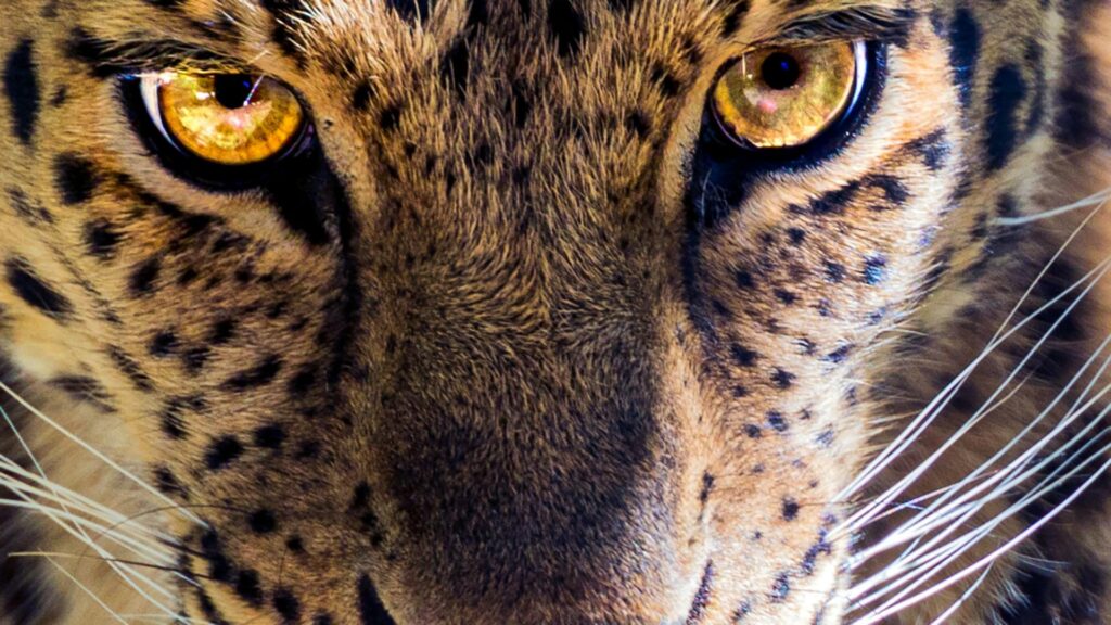 Animal