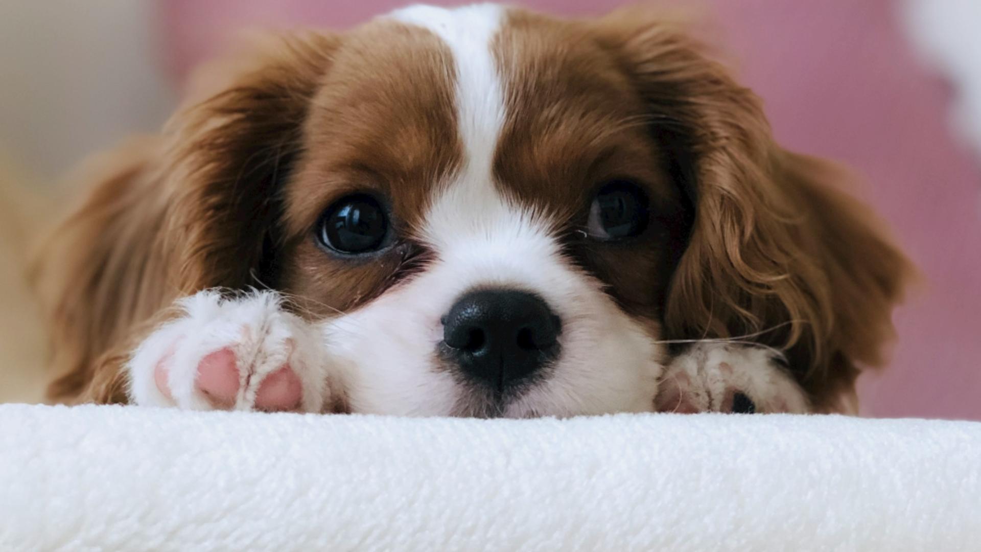 Câinele tău nu se simte bine? Semnele subtile prin care te anunță că ceva nu e în regulă: află dacă trebuie să mergi la veterinar 1 t r photography TzjMd7i5WQI unsplash d5f816e296