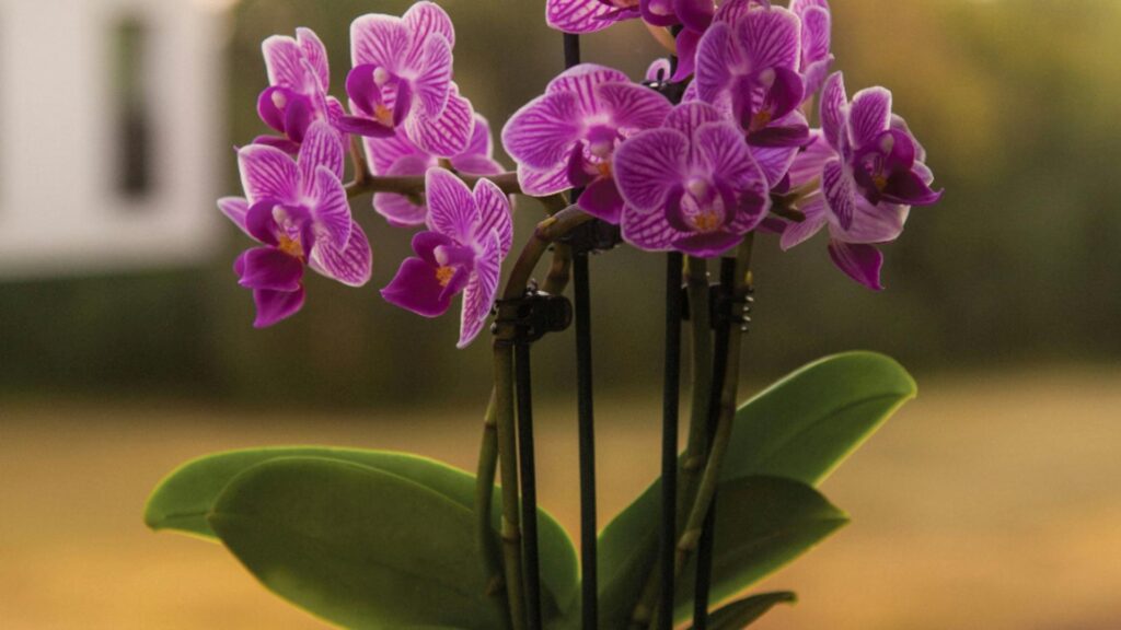 Trucuri de îngrijire a orhideelor.