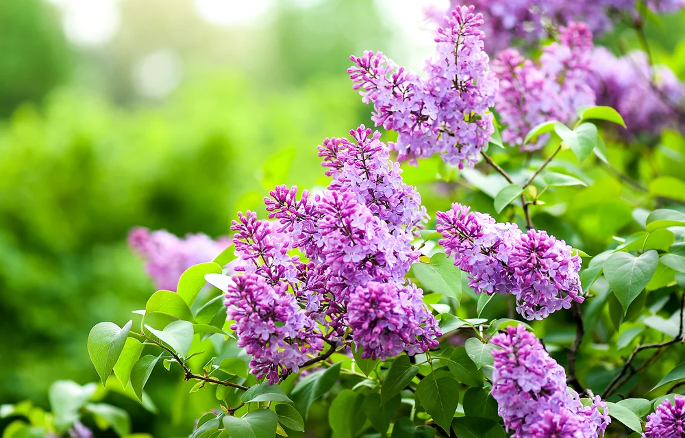 Liliac