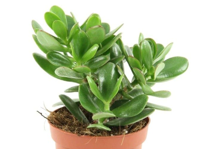 Crasula planta banilor plante toxice pentru pisici 670x500 1