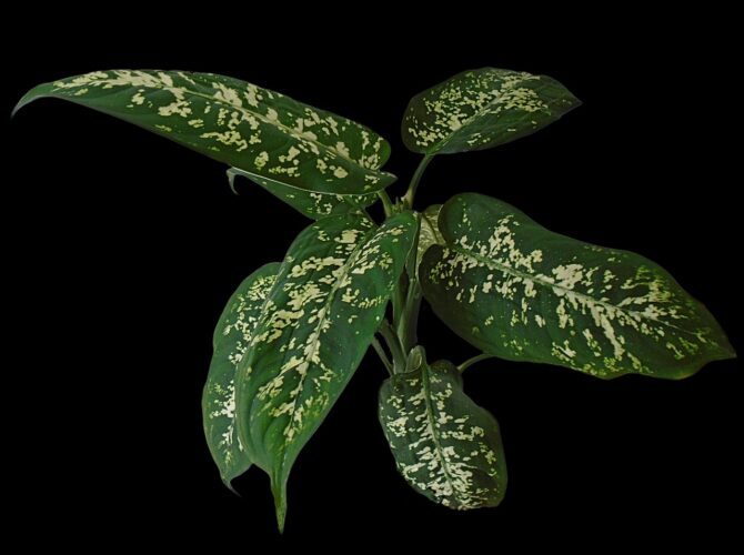 Dieffenbachia plante toxice pentru pisici 670x500 1