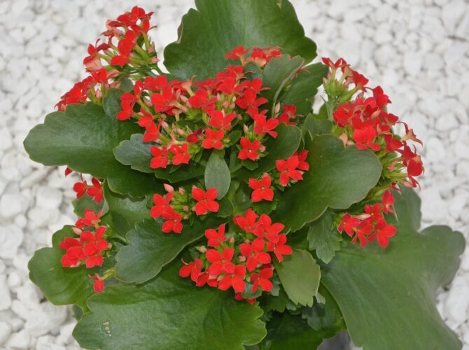 Kalanchoe plante toxice pentru pisici 670x500 1