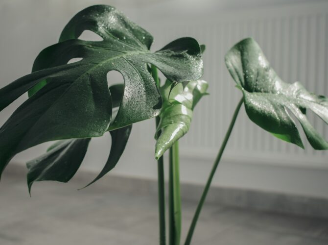 plante toxice pentru pisici monstera delicioasa 670x500 1