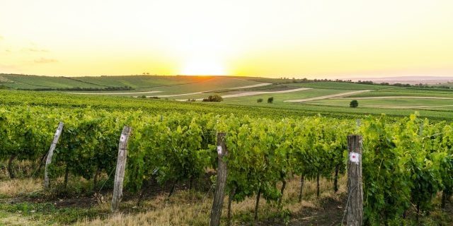 Viticultorii francezi se reinventează: aloe vera în locul viței de vie pentru a face față secetei