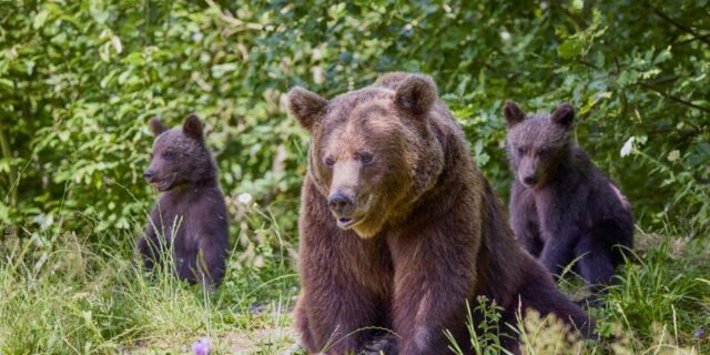 Intervenții de alungare a urșilor la Miercurea-Ciuc: Autoritățile anunță că au fost și câte patru intervenții pe zi