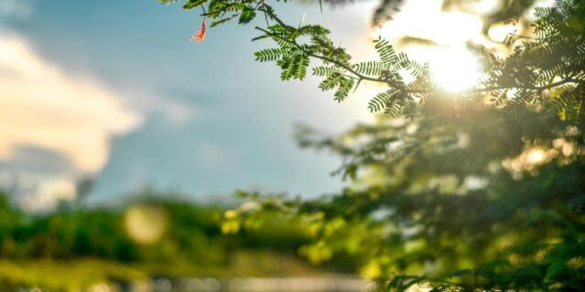 METEO: Valul de căldură va atinge cote alarmante în România în următoarele două săptămâni