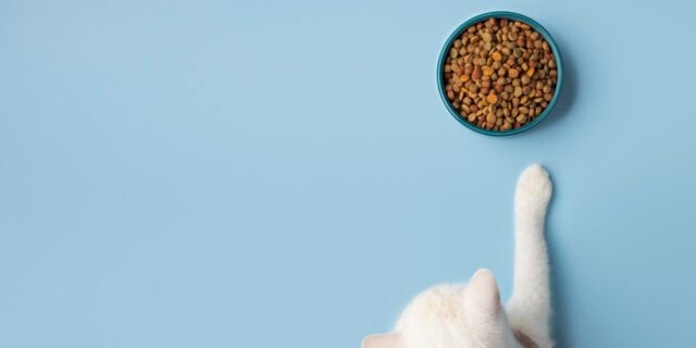 Alimentația potrivită pentru animalele cu afecțiuni renale: Ghid complet pentru adaptarea dietei în funcție de stadiul bolii