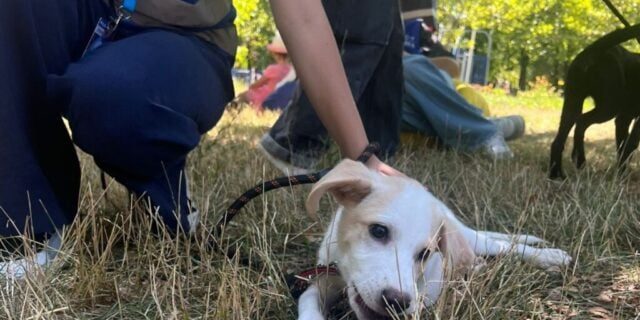 ### Ce se întâmplă cu animalele abandonate? ASPA oferă răspunsuri exclusive de la târgul de adopții