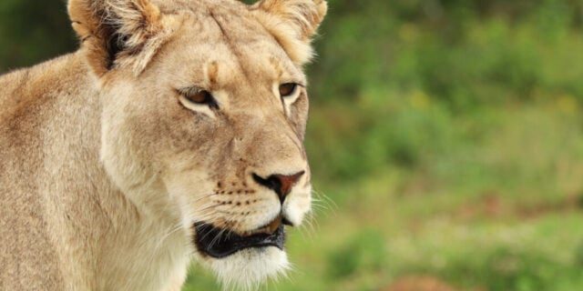 Leii de companie din Thailanda: De la modă la pericol - Creșterea explozivă a felinelelor în captivitate
