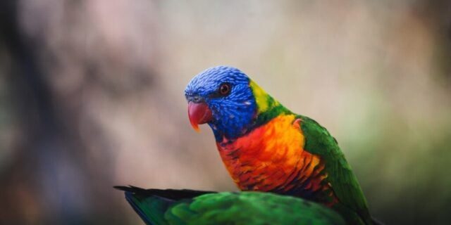 ### Ancheta dezvăluie: Comerțul ilegal cu animale exotice din Nepal se extinde pe rețelele sociale