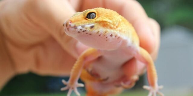 Cum folosirea limbajului din presă influențează empatia față de animalele de companie exotice