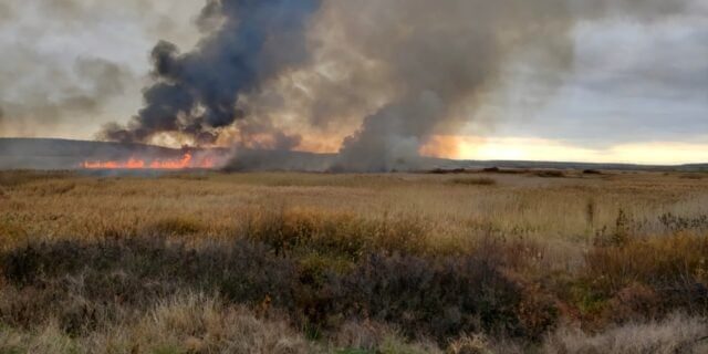 Incendiu devastator de vegetație în apropierea localității Berceni (Ilfov) / Flacără uriașă și fum dens pe o suprafață de 40 de hectare