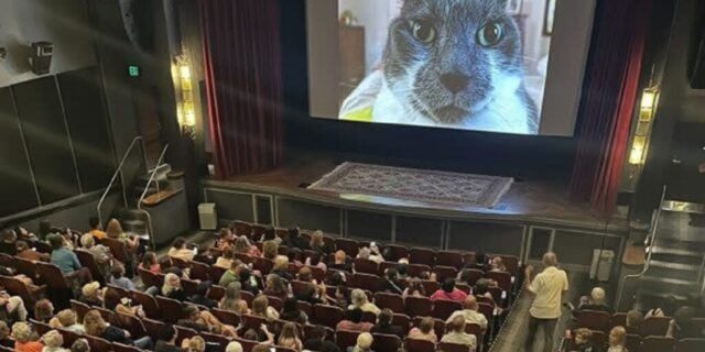 Pisicile devin vedete de cinema pentru o cauză nobilă: Cat Video Fest