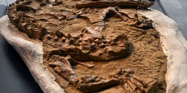 Descoperirea incredibilă a fosilelor unui delfin preistoric în Peru