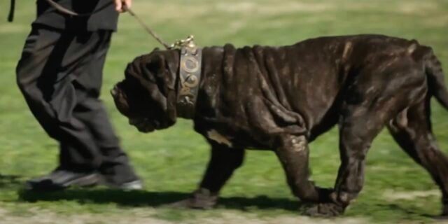 ### Un român din Brașov, urmărit internațional pentru trafic de droguri, a fost capturat în Italia datorită câinelui său