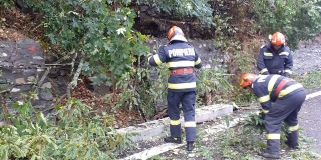 ### Arborii căzuți din cauza zăpezii blochează drumurile de acces în Parcul Național Retezat