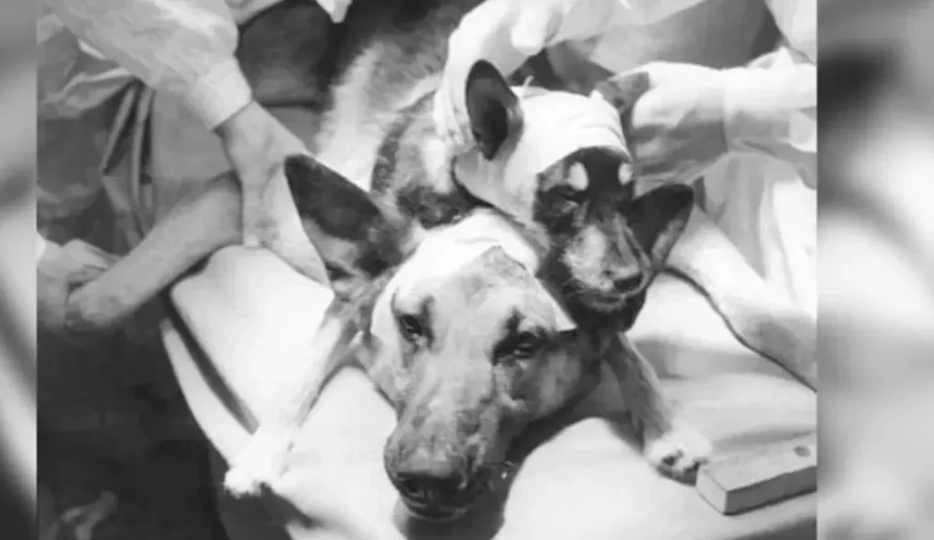 Operația controversată a savantului sovietic Vladimir Demikhov: Detalii și consecințe