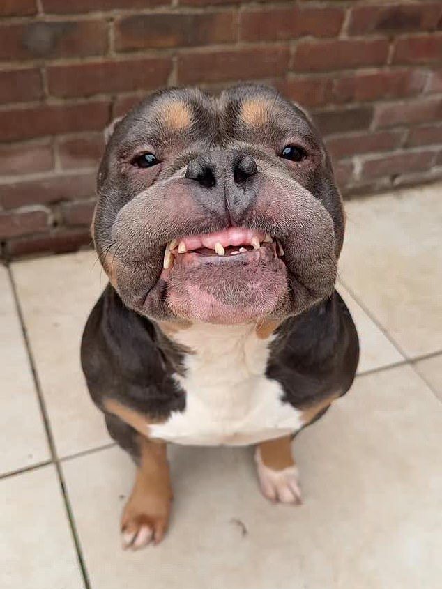 Tragedia influencerului canin Raffie: Detalii despre lupta brutală de Crăciun care i-a adus sfârșitul