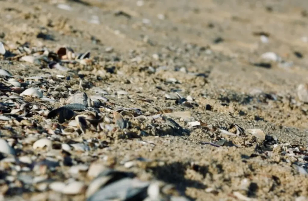 Microplasticul în pești și moluște: impactul asupra sănătății noastre