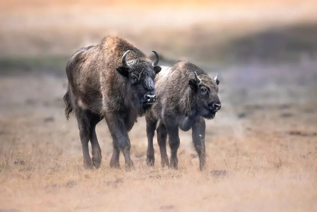 Extinderea Grădinii Zoologice din Râmnicu Vâlcea pentru a aduce zimbri