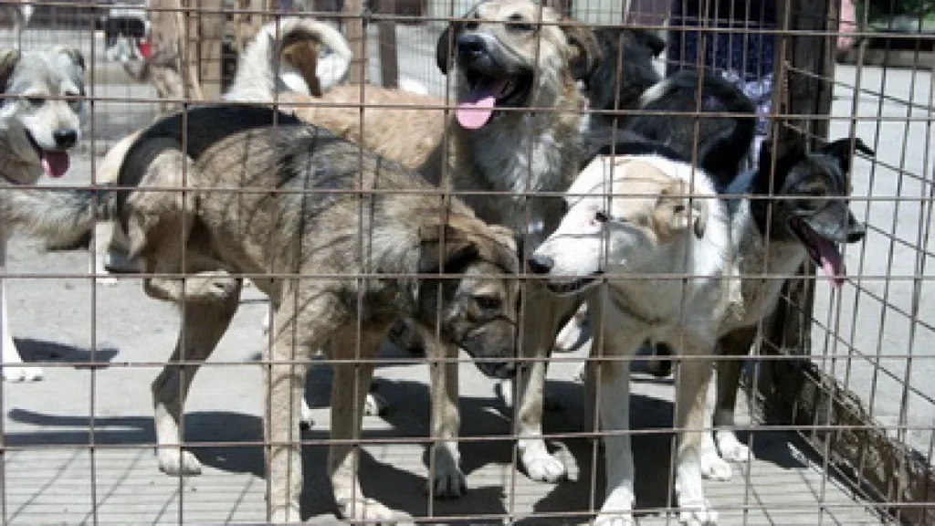 Gestionarea responsabilă a situațiilor de urgență în colaborare stat-ONG