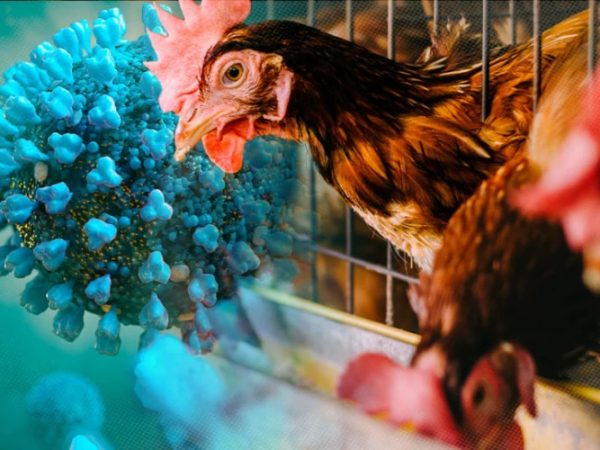 Gripă aviară la fermele de vaci. Cum încearcă SUA să țină sub control virusul