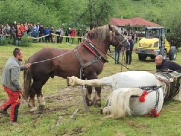 Cal-de-20-000-euro--mort-dup---un-concurs-de-tras-bu--teni-----Dac-----i-asta-se-poate-numi-sport----s---chinui-animalul---i-100-de-pro--ti-l--ng---s---aplaude-----b--font-color--red--VIDEO--font---b-.jpg