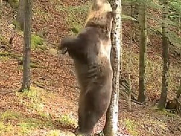 Un-urs-a-dat-spectacol---n-fa--a-camerei-video-instalate---ntr-o-p--dure-din-Cara-----Severin---Un-adev--rat-Baloo---font-color--red---b-VIDEO--b---font-.jpg