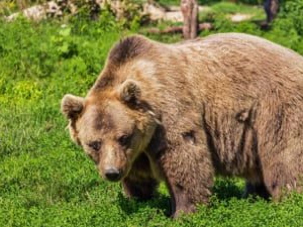 Un-urs-a-venit-la-cortul---n-care-se-afla-o-familie-cu-doi-copii----n-Bra--ov--atras-de-mirosul-m--nc--rii--Au-intervenit-salvamonti--tii-pentru-a-i-sprijinii.jpg