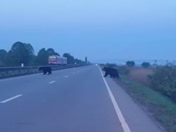 Urşi filmaţi când traversau un drum
