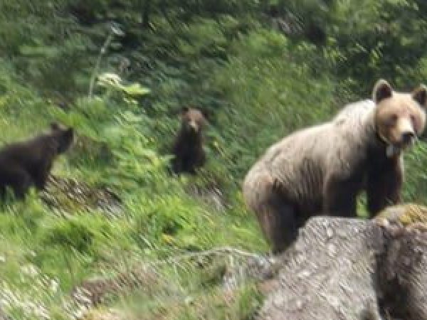 Ursoaic---cu-pui-observat-----n-zona-cabanei-M--l--ie--ti--din-Bucegi--Recomand--rile-salvamonti--tilor-pentru-turi--ti.jpg