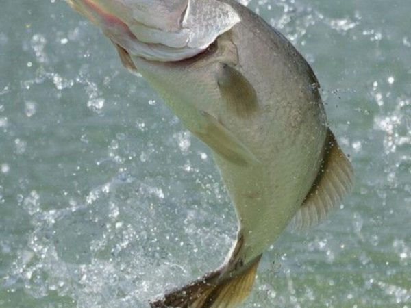 Barramundi