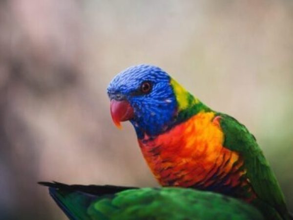 ### Ancheta dezvăluie: Comerțul ilegal cu animale exotice din Nepal se extinde pe rețelele sociale