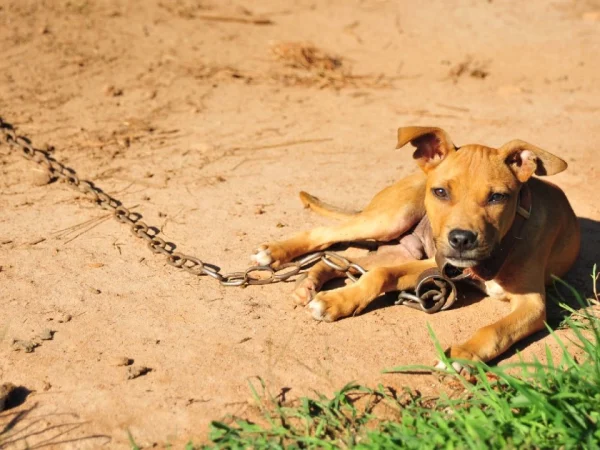Bărbat amendat pentru refuzul de a permite verificarea unui câine de către polițiști