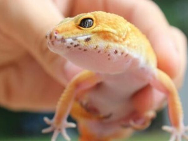 Cum folosirea limbajului din presă influențează empatia față de animalele de companie exotice