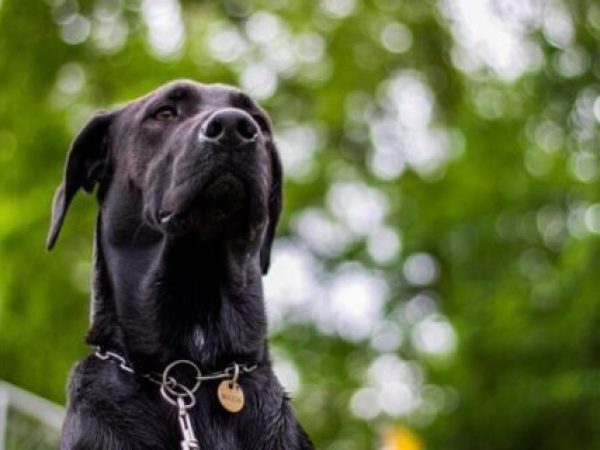 Cum îți poți proteja câinele de talie mare de problemele articulare?