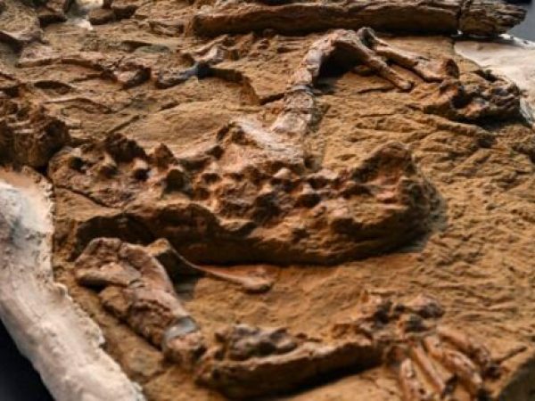 Descoperirea incredibilă a fosilelor unui delfin preistoric în Peru