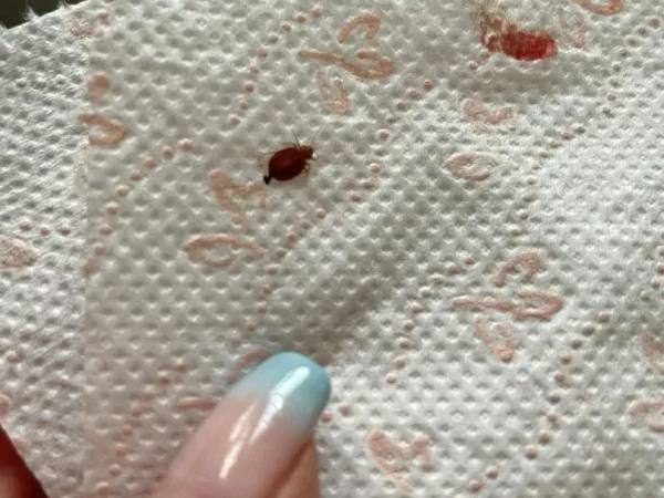 Descoperirea șocantă a unei familii de turiști la Predeal: Ce au găsit în camera de cazare