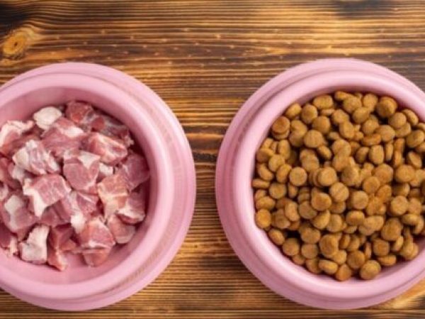 Dieta BARF pentru animale de companie: Beneficii, riscuri și recomandări de la medicii veterinari