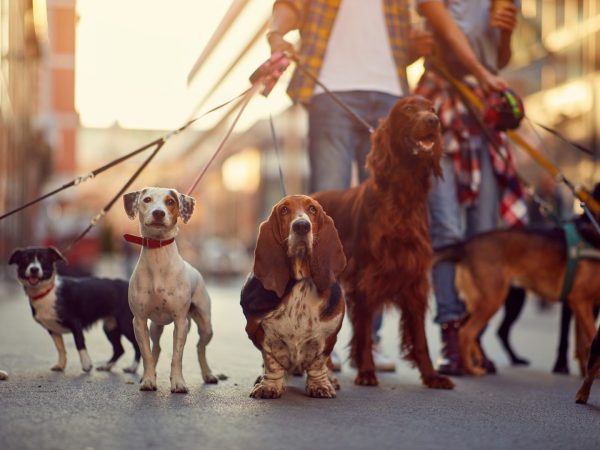 dog-walker-dreamstime.jpg