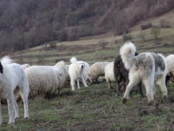 ### Doi turiști olandezi, atacați de un câine în Apuseni: Ce s-a întâmplat în timpul drumeției