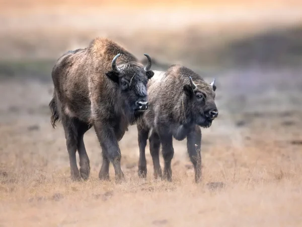 Extinderea Grădinii Zoologice din Râmnicu Vâlcea pentru a aduce zimbri