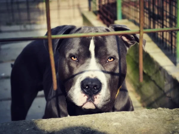 Frica umană poate fi detectată și de cai, nu doar de câini