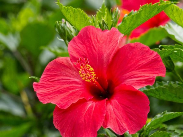 hibiscus4_fdfe4ed1ff.jpg