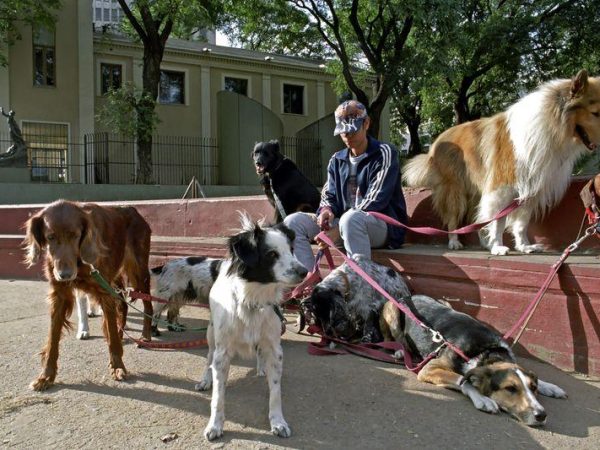 Ai minim 16 ani și vrei să câștigi bani din plimbarea animalelor de companie?-tichete