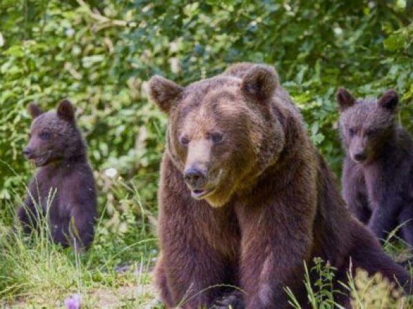 Intervenții de alungare a urșilor la Miercurea-Ciuc: Autoritățile anunță că au fost și câte patru intervenții pe zi