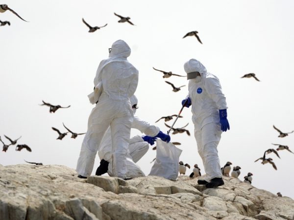 H5N1