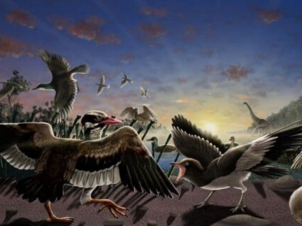 Păsările preistorice cuibăresc în Cercul Arctic de 73 de milioane de ani